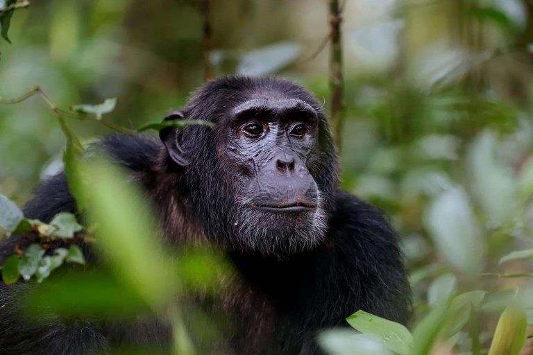 Chimpanzee trekking in Kibale Forest - best place to watch Africa wild chimpanzees in their natural setting.