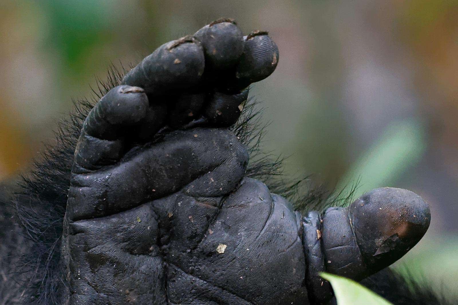Chimp hands