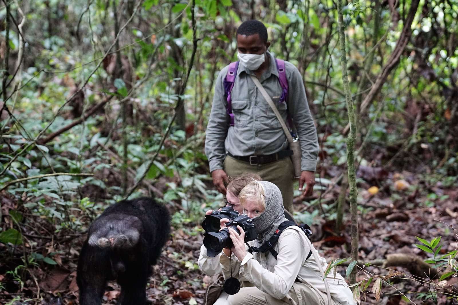 Close encounter with Mahale Mountains Chimps.