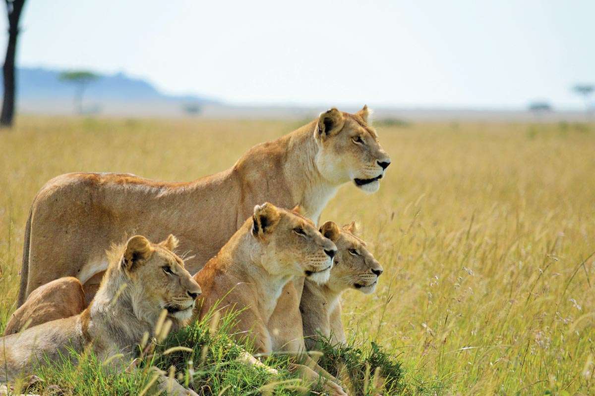 The Big Five hot-shots on the Mara plains. Discovering Uganda and Kenya: Gorillas and Masai Mara Safari