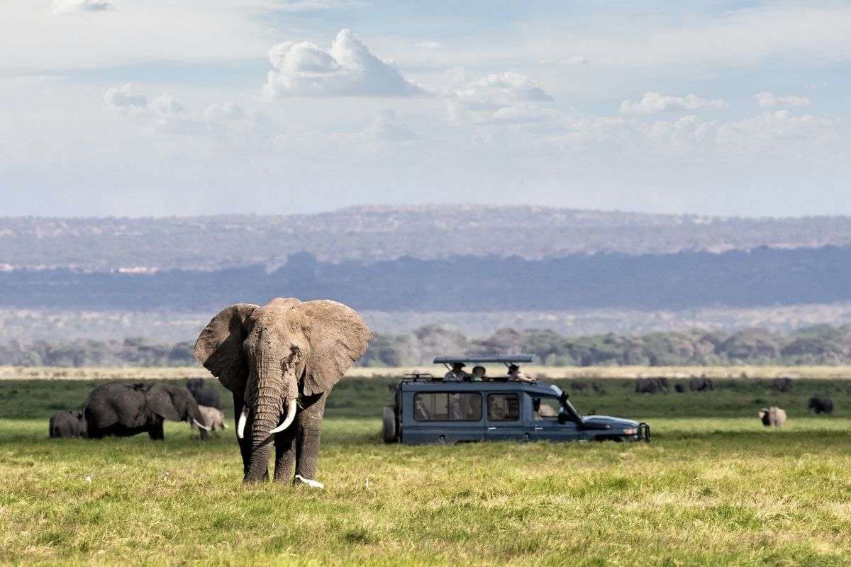 Nkuringo Safaris, Your Local Safari Operator in Uganda and Rwanda