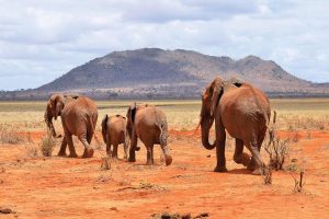 Tsavo West & East National Parks safari guide