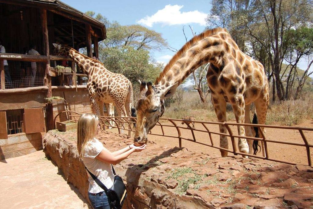 Nairobi Giraffe Centre