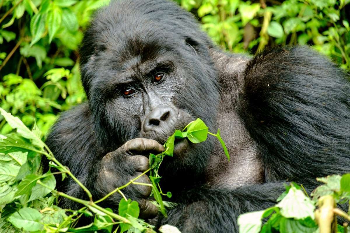 silverback gorilla