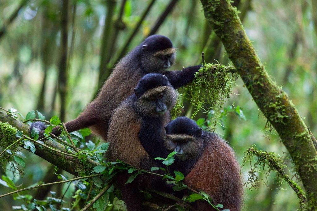 Golden Monkey trekking in Mgahinga National Park, Uganda