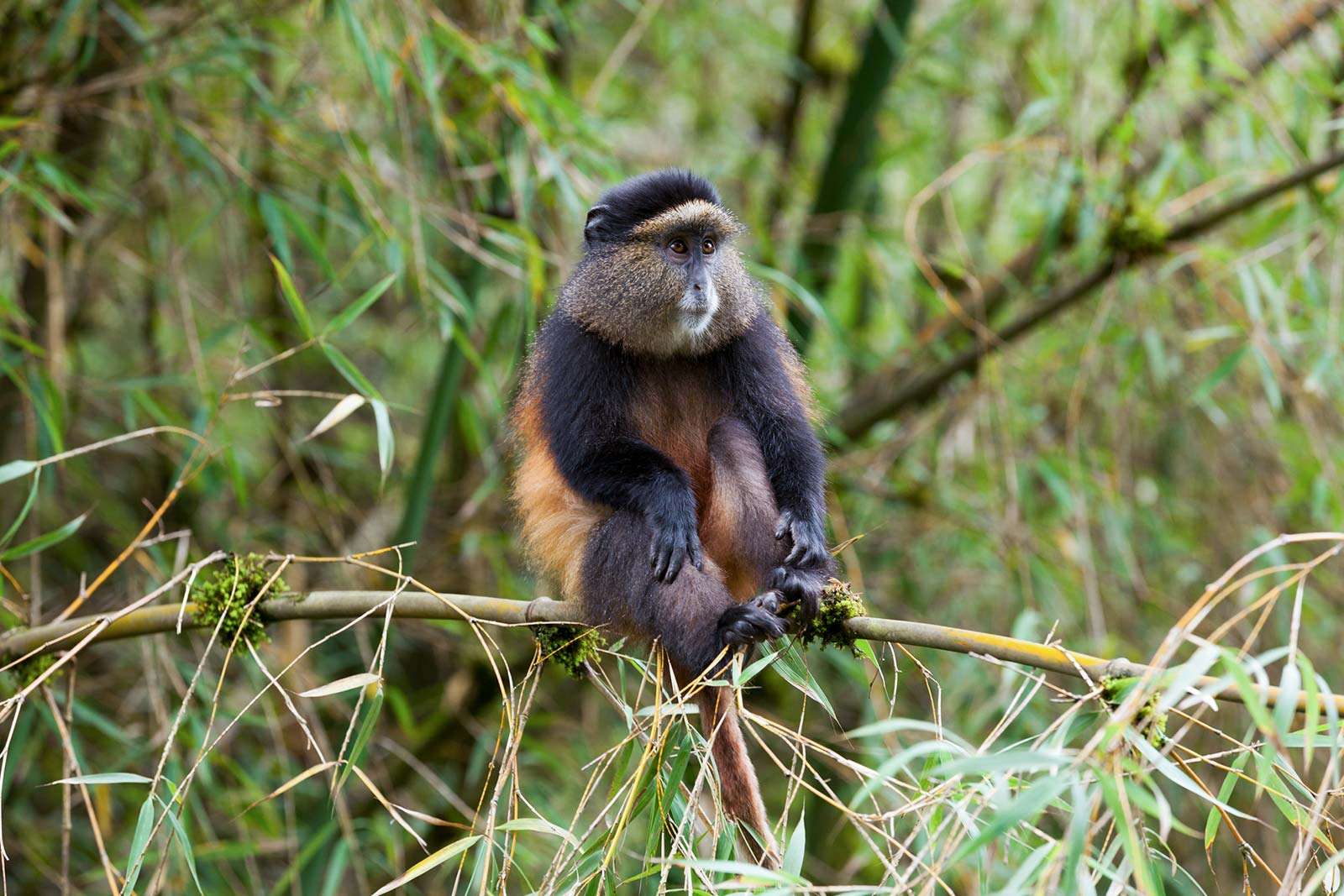 Golden Monkeys in Volcanoes National Park, Rwanda