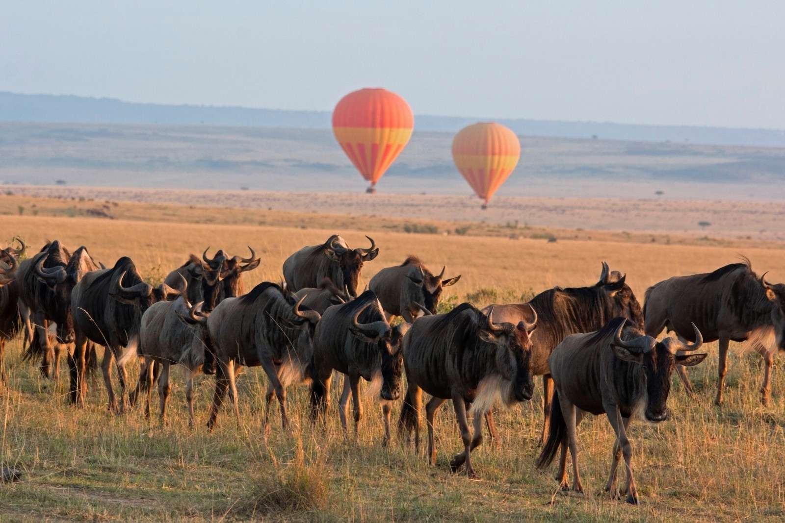 Hot Air Balloon Safaris: A Bird's-Eye View of the Migration