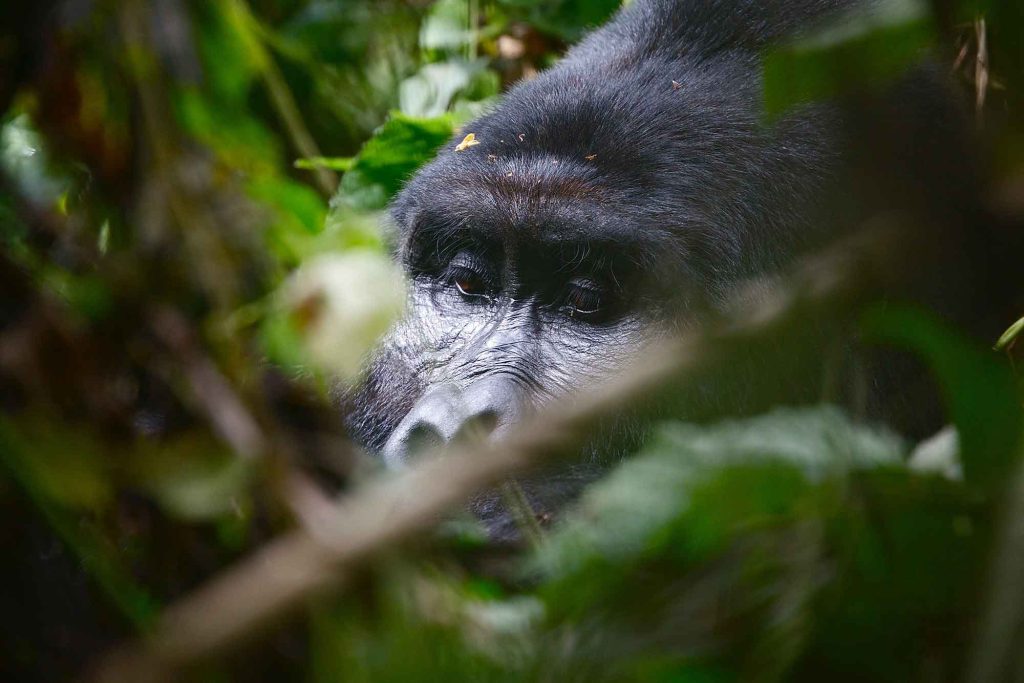 The best selection of Uganda gorilla tours, tailor-made gorilla trekking safaris in Bwindi Impenetrable Forest and Mgahinga National Park.