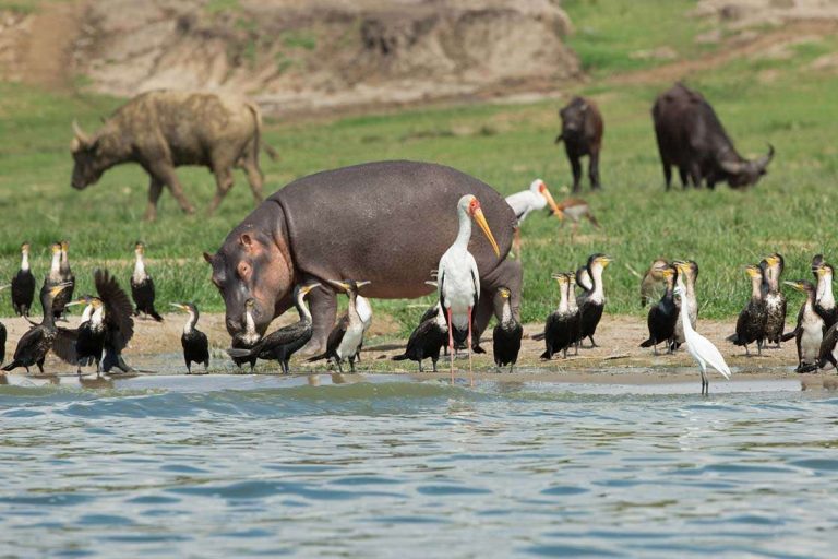 kazinga channel bird hippos