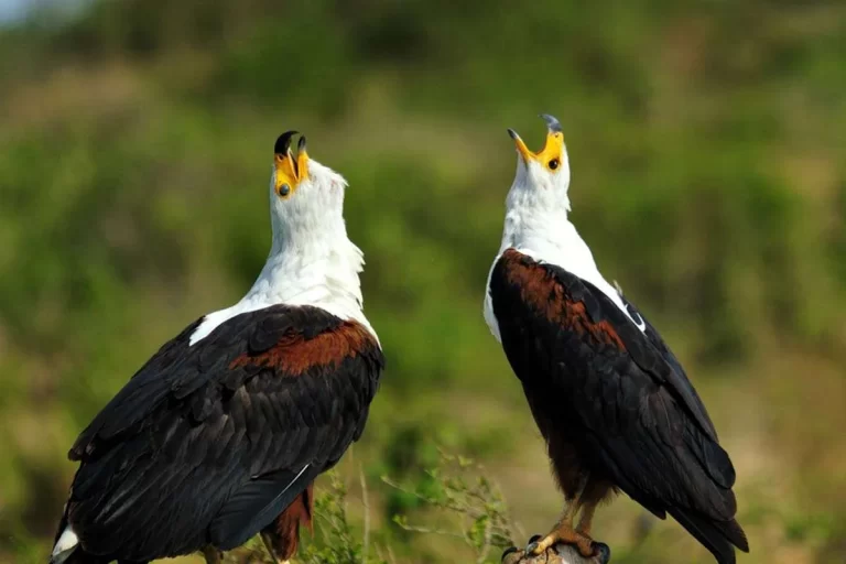Eagles at Kazinga Channel