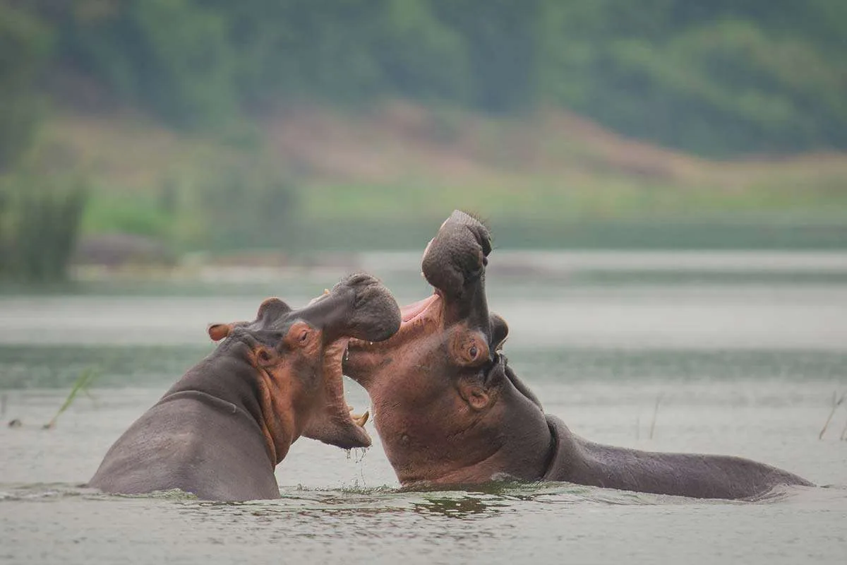 Hippopotamus - Kazinga Channel Hippos battling in the water