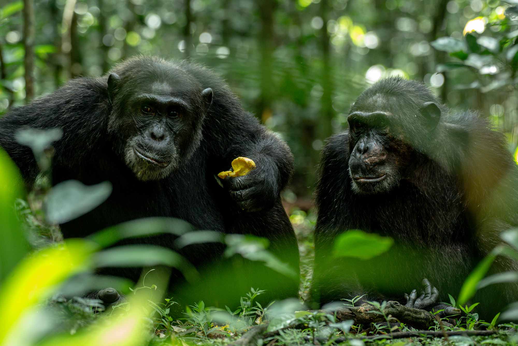 Kibale National Park: Walking Amongst Wild Chimpanzees