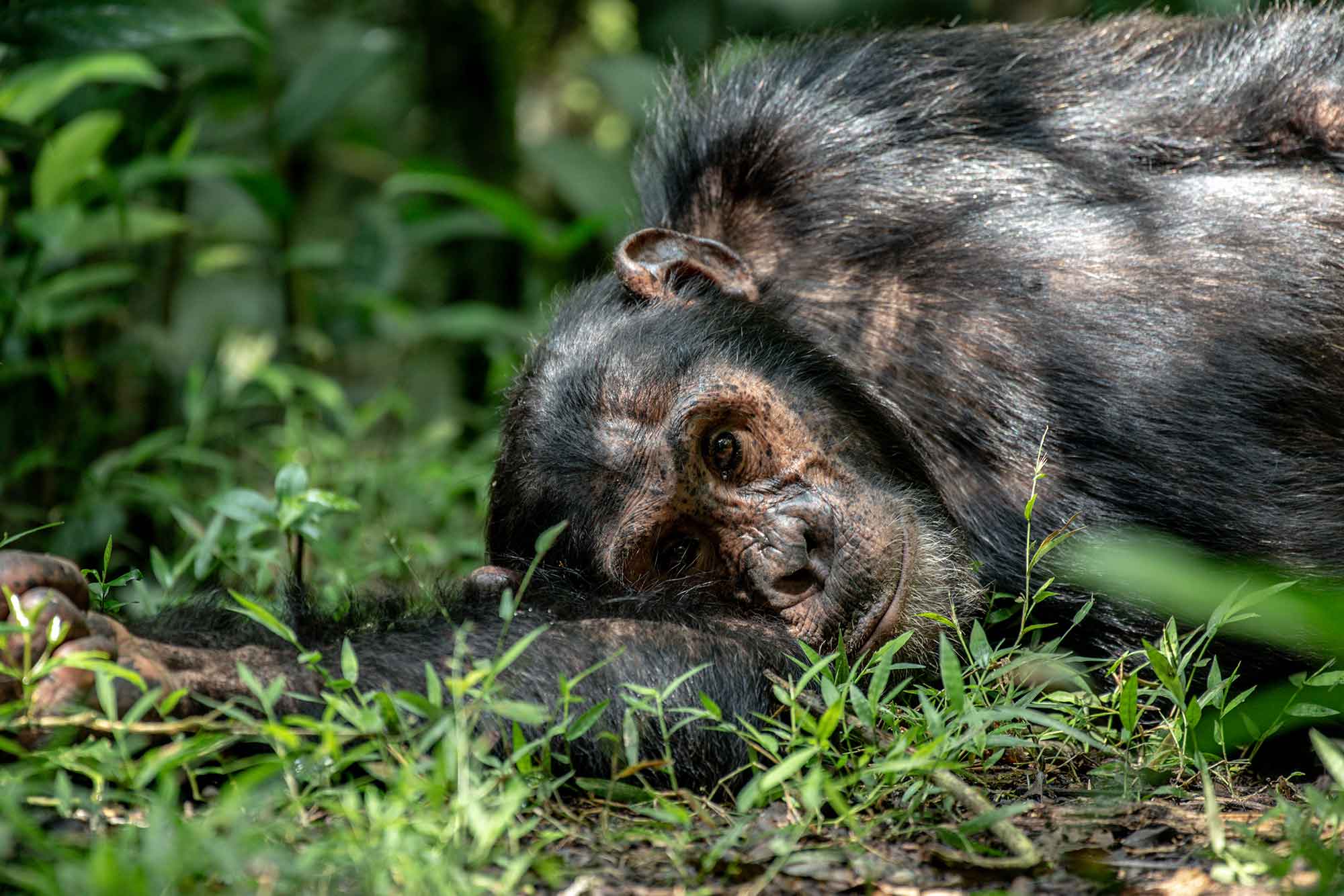 A grown male chimp takes a break from the daily jungle hustles for a quiet nap. - chimpanzee habituation experience in Uganda