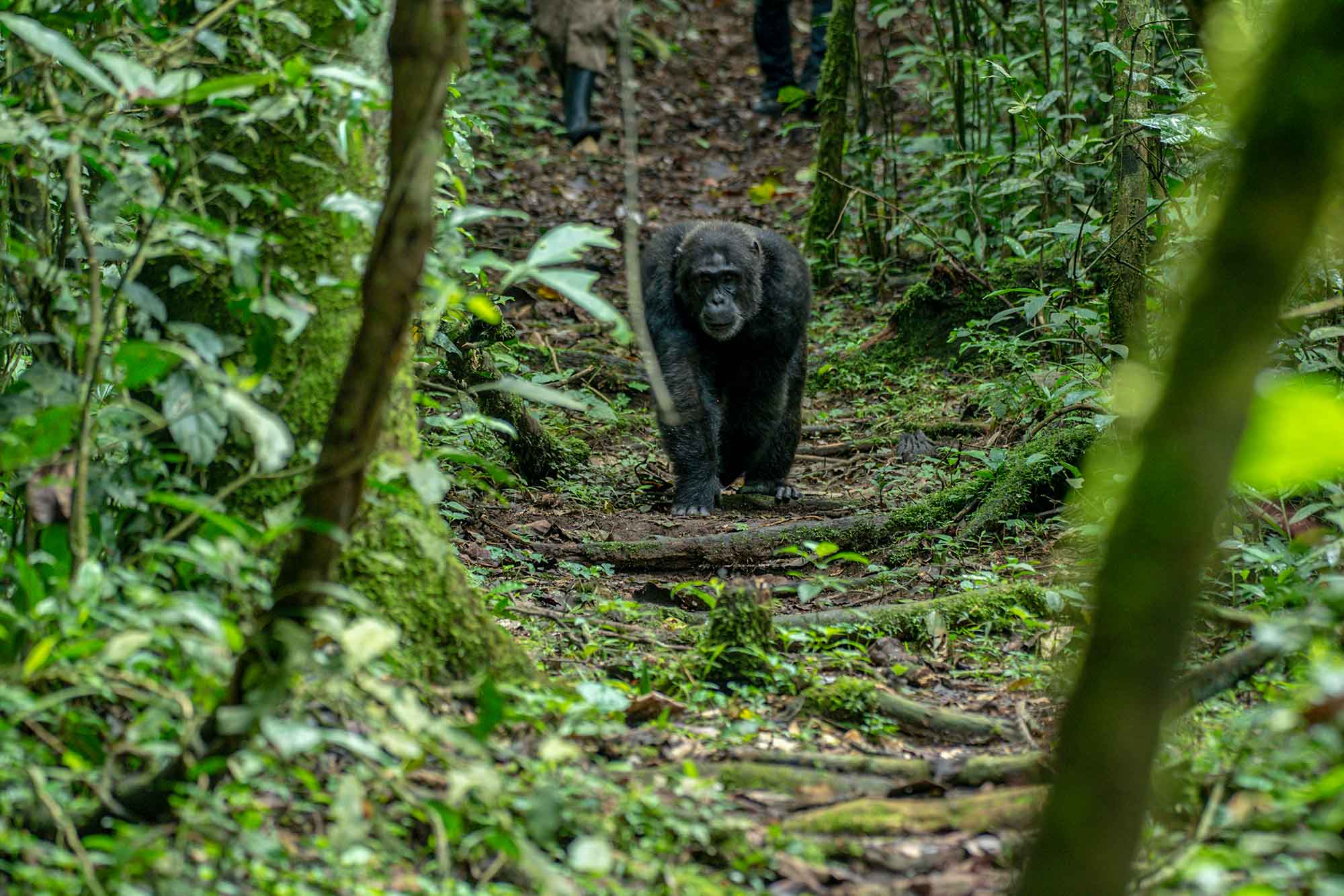 Walking with the great apes of Uganda - Gorilla and Chimpanzee Trekking Safari in Uganda