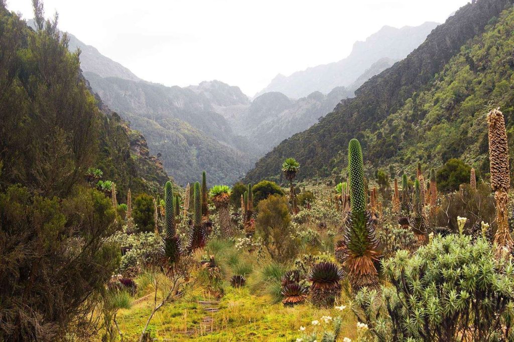 Climbing Rwenzori mountains national park in Uganda - hiking routes and trekking accommodation