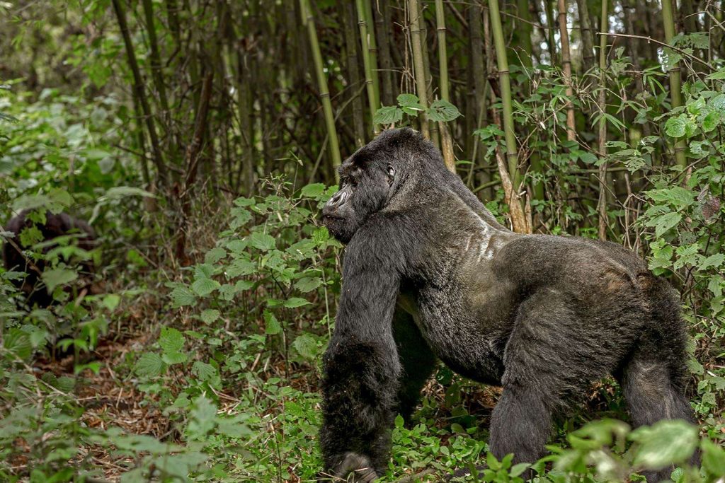 silverback mountain gorillas - Silverback gorilla facts - gorilla trekking in Uganda