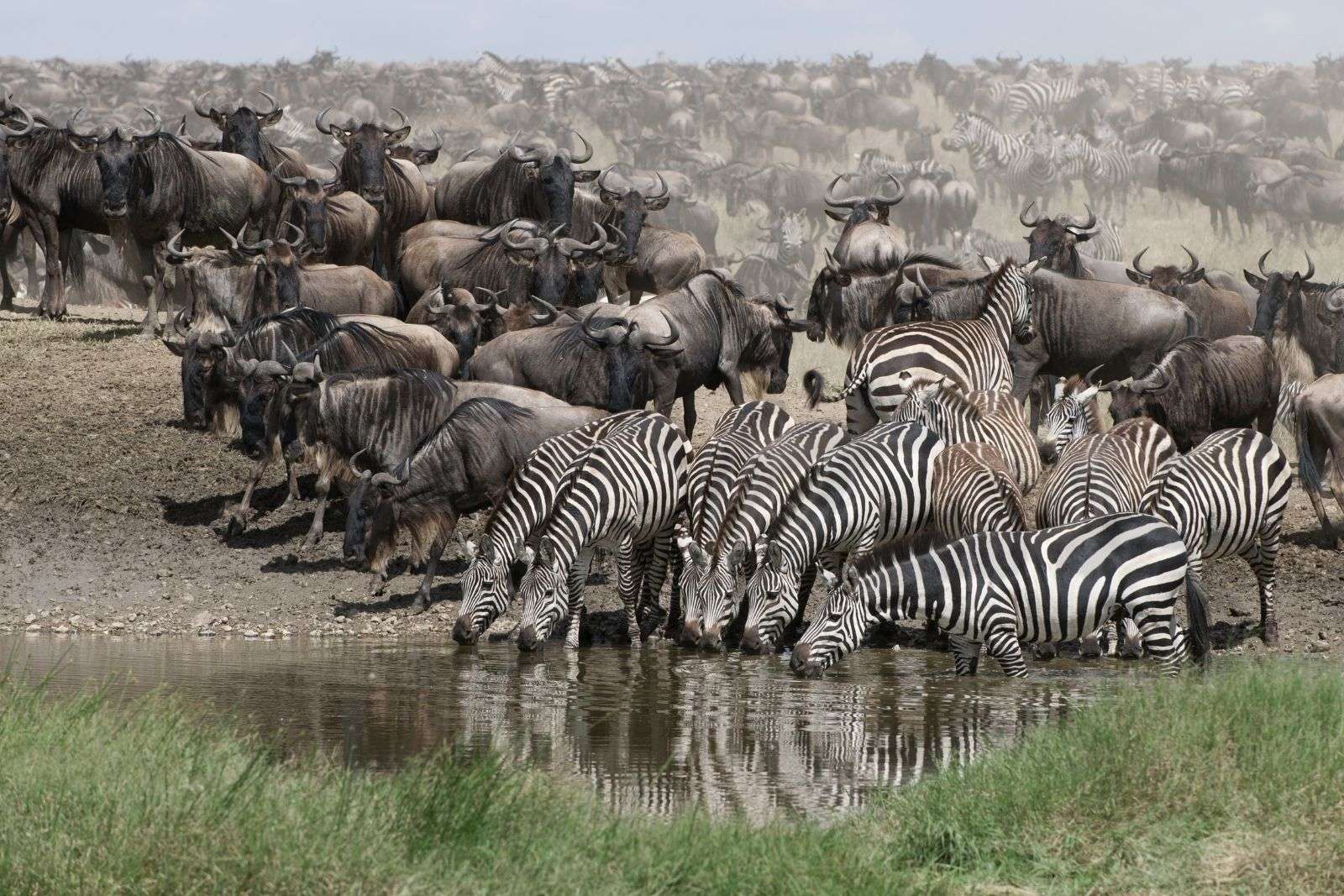 the great wildebeest migration safari - Top East Africa Safari Experiences The Should Make Your Summer Bucket list Adventures
