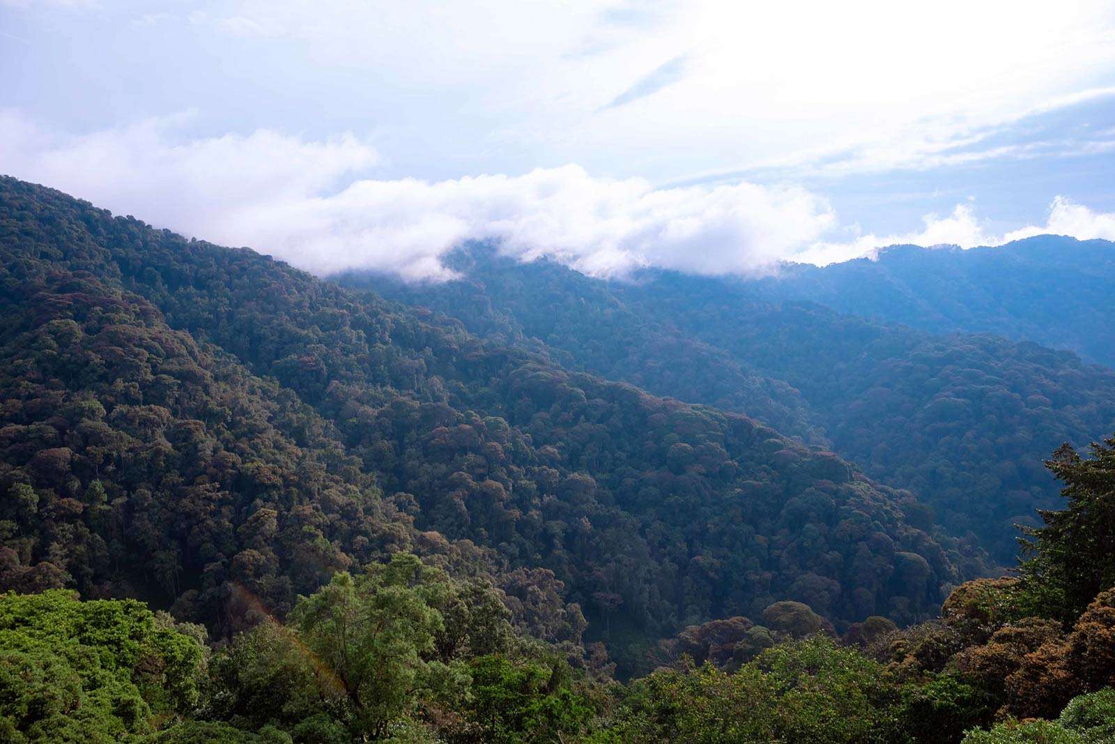 Nyungwe National Park Enveloped by an unspoiled rainforest along the congo nile hiking trail in rwanda