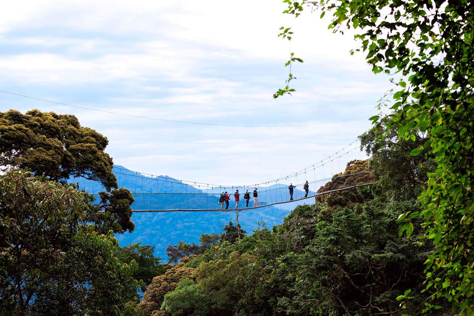 Canopy Walk in Nyungwe Forest, Rwanda Safari