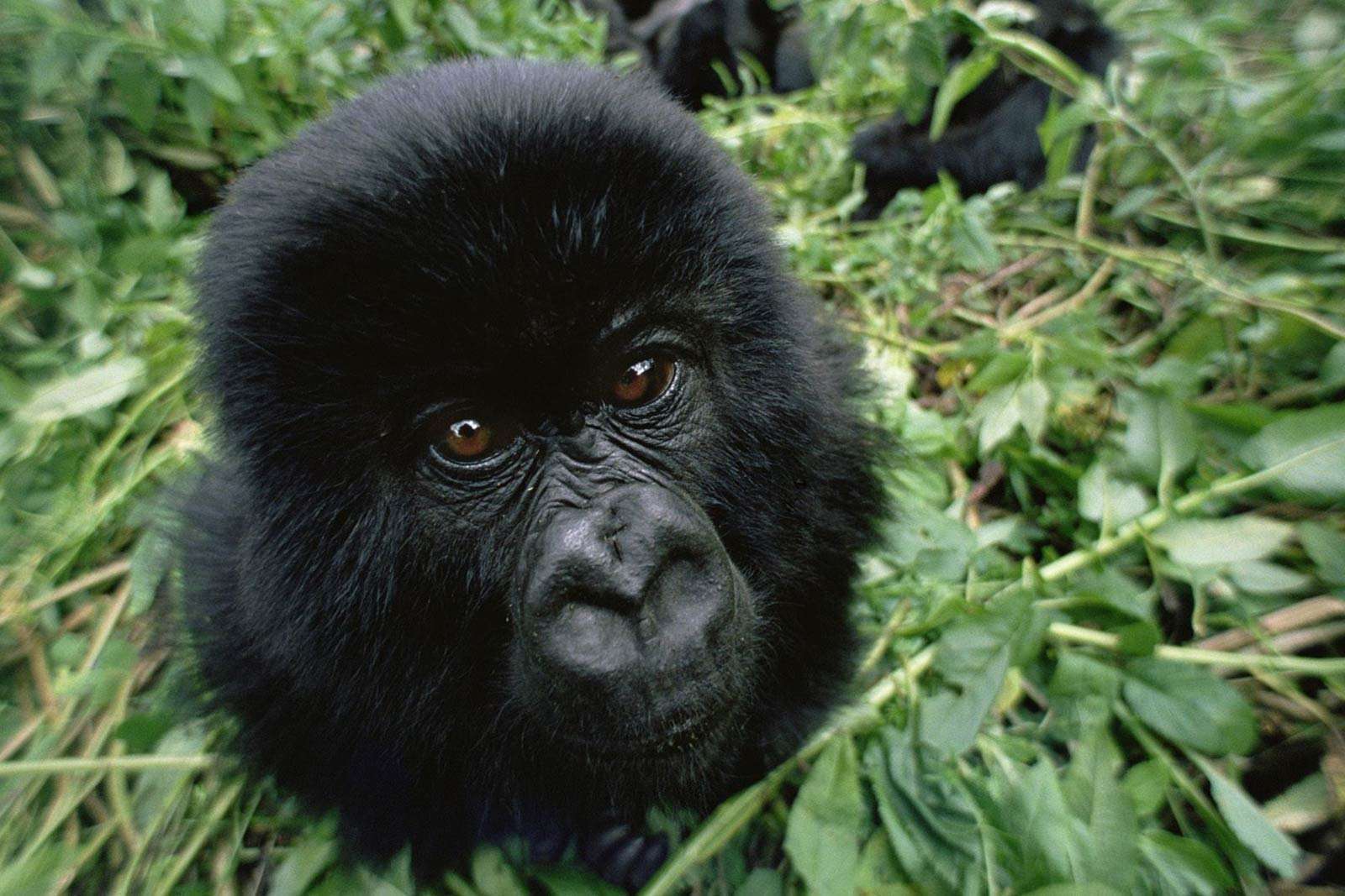 Booking Your Gorilla Permit for Your Rwanda Gorilla Trip - A curious youngster ponderously stares into the lens, before wandering off, evidently satisfied.
