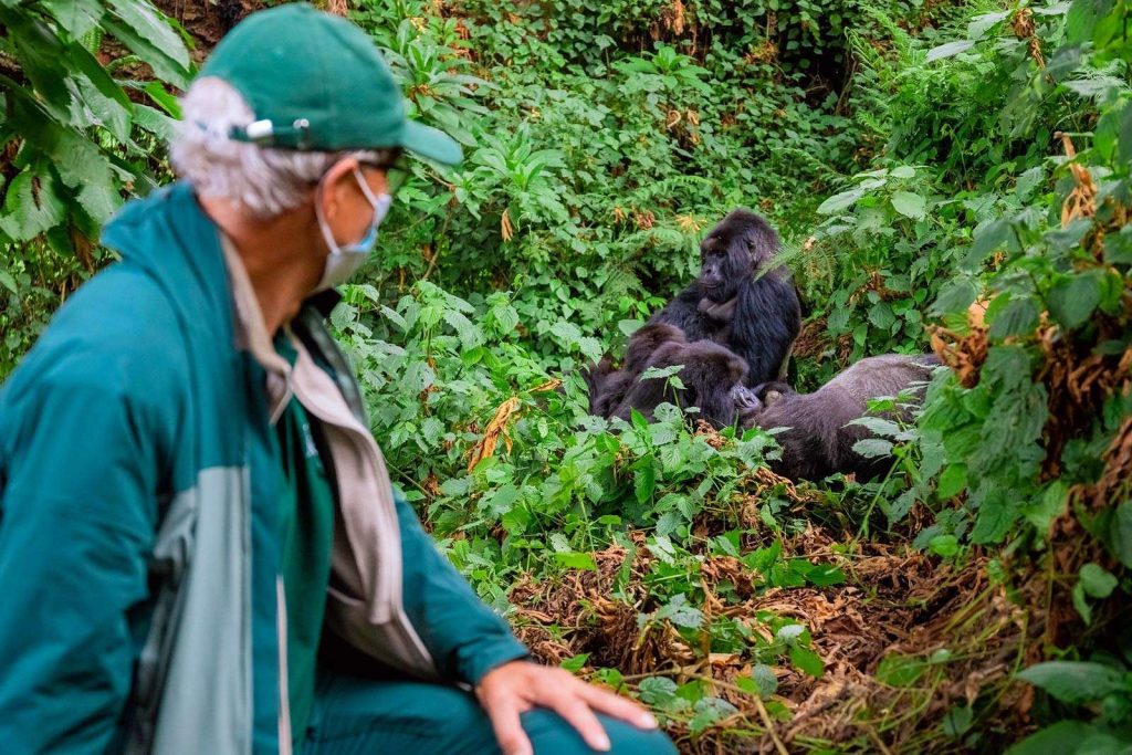 gorilla trekking in Uganda: questions and answers, the ultimate adventure guide