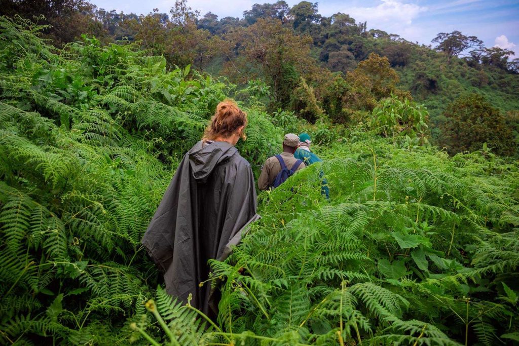 Gorilla trekking safaris - How Difficult Is Gorilla Trekking In Rwanda?