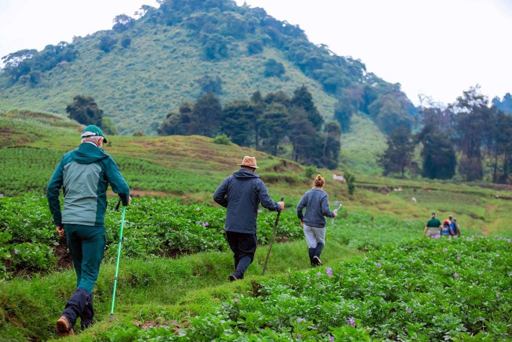 GORILLA TREKKING LOGISTICS - Walking off-the-beaten-track in southwestern Uganda