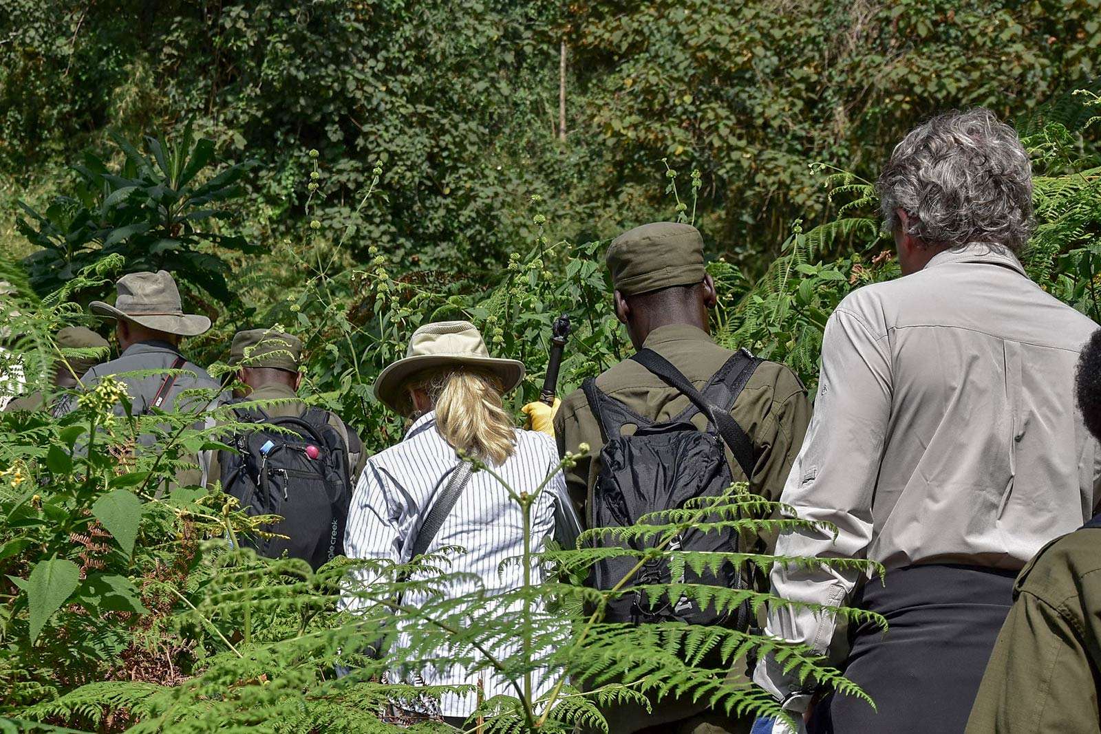 The gorilla tracking experience in Volcanoes - trip to see gorillas in rwanda