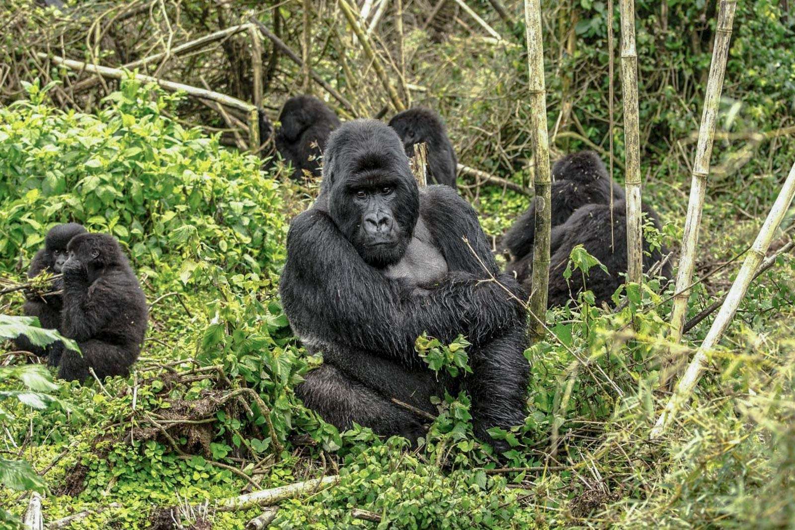 A family of mountain gorillas in the bamboo forests of Volcanoes National Park, with the patriarchal silverback in the forefront. Gorilla trekking in Rwanda