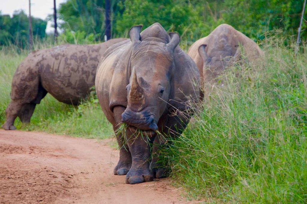Ziwa Rhino Sanctuary