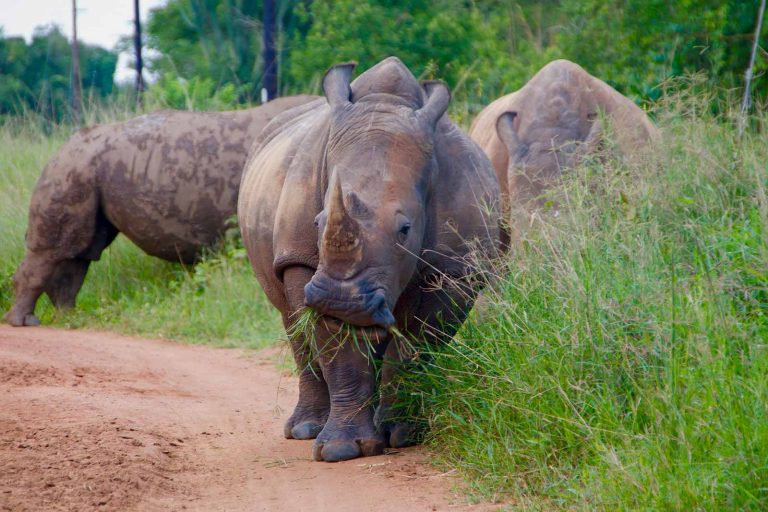 Ziwa Rhino Sanctuary