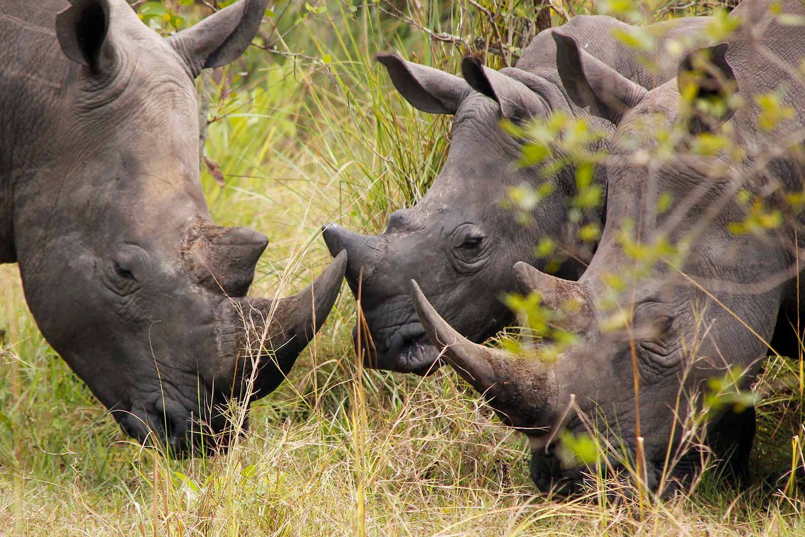 Animals in Ziwa Rhino Sanctuary