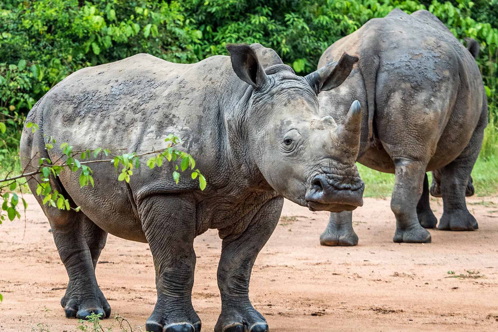 a brief history of rhinos at Ziwa wildlife ranch