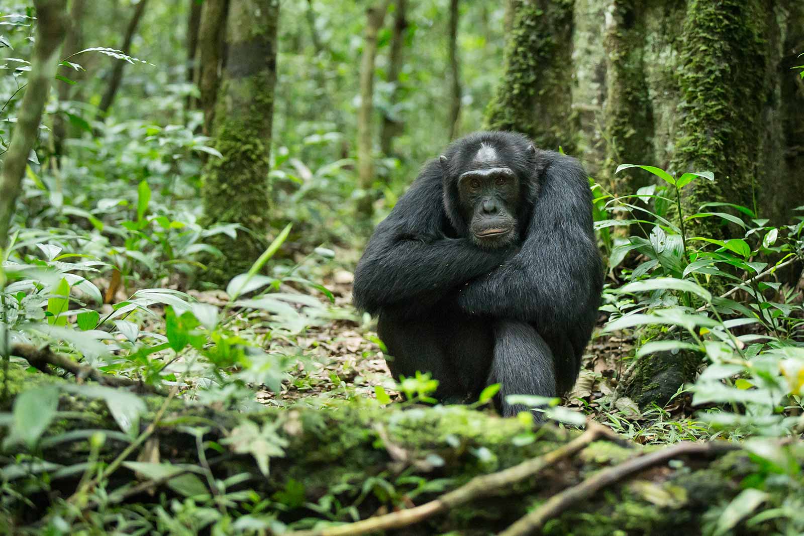 Tchimpanzee sitting in Uganda's Kibale National Park