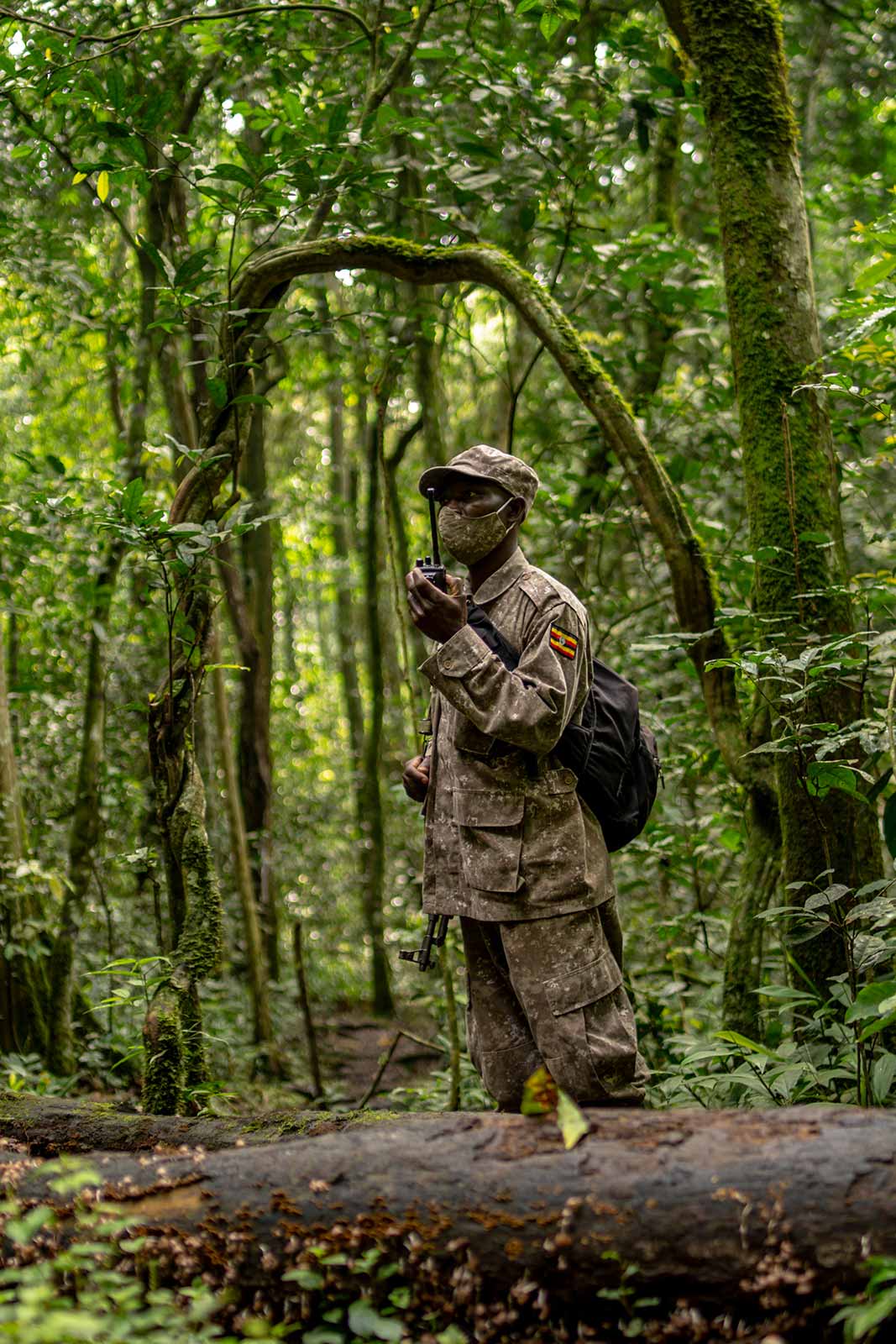 A chimpanzee habituation experience ranger in Kibale, Uganda - Reflecting on the Journey: Chimpanzees, Gorillas, and Everything in Between