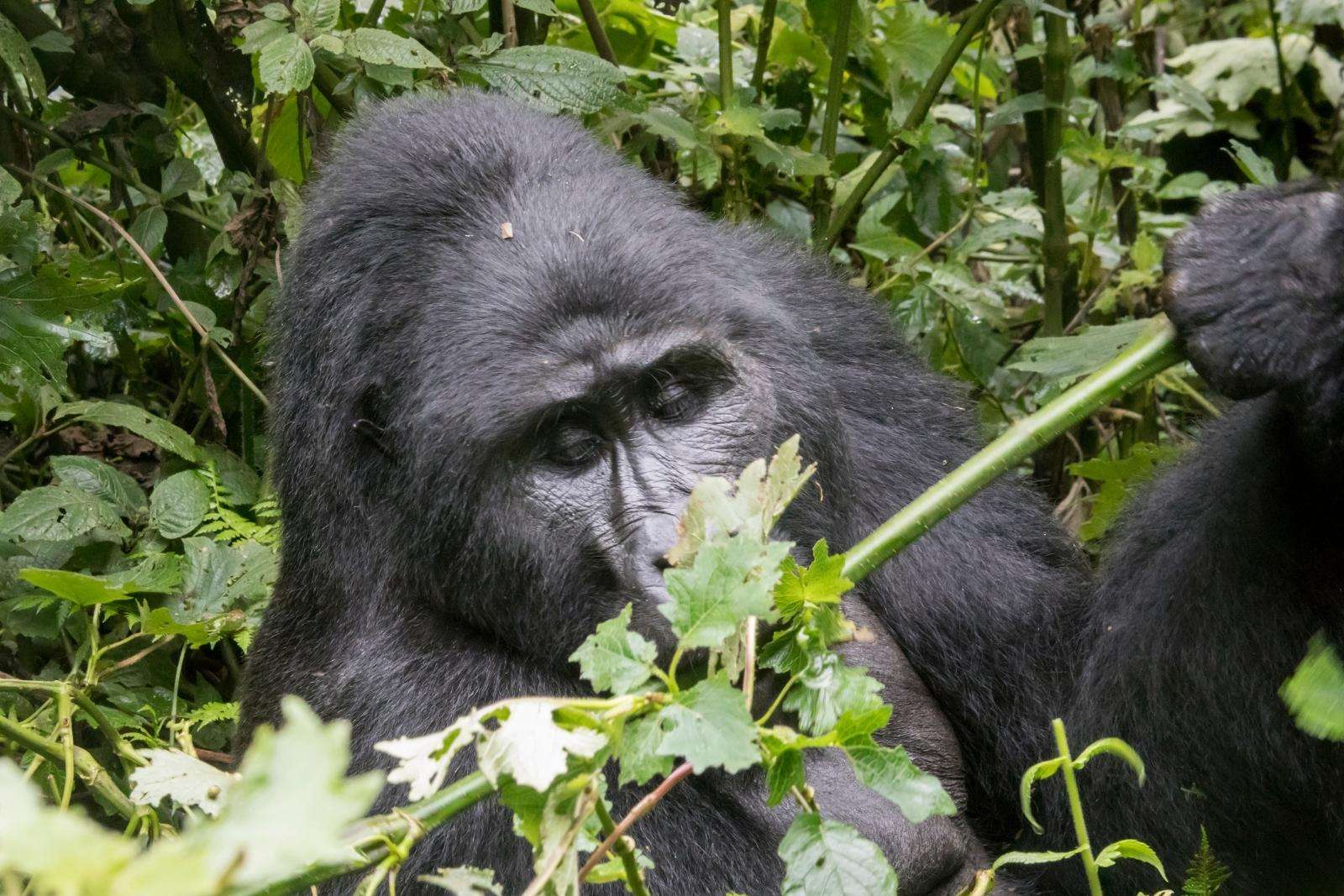 8 Day Classic Primate Safari by Road - group scheduled safari
