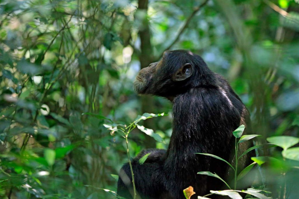 Chimpanzee looking up in Kibale Forest