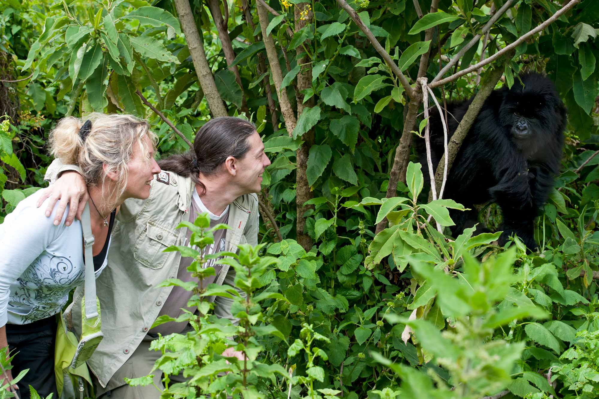 A couple comes the closest anyone can near a wild gorilla in Volcanoes - . Watching Mountain Gorillas in Volcanoes National Park