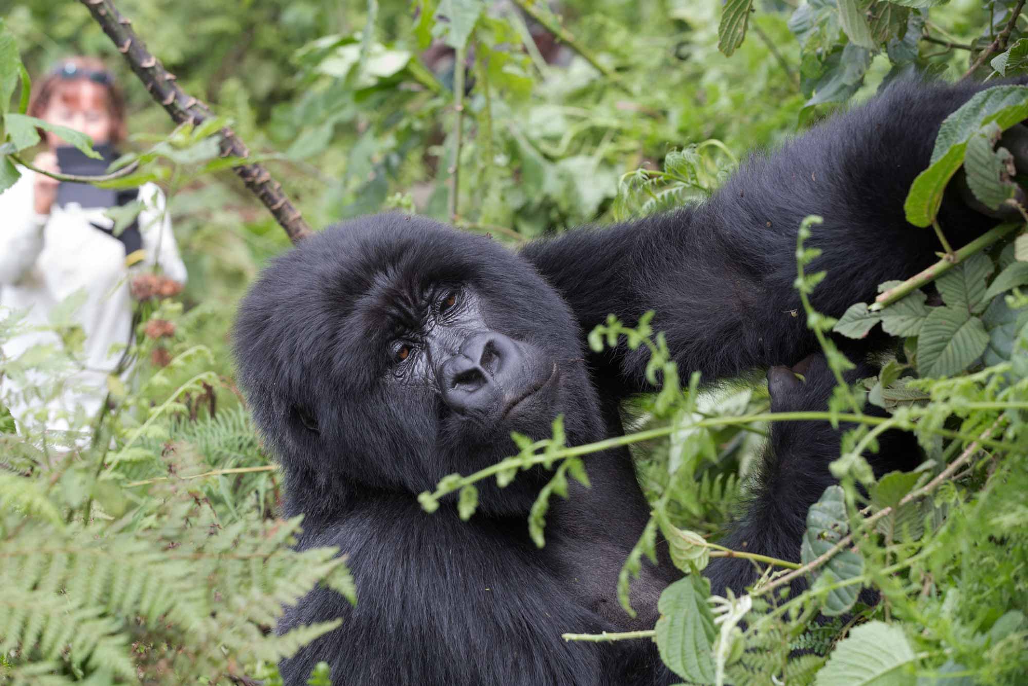 short Rwanda Gorilla trekking Safari