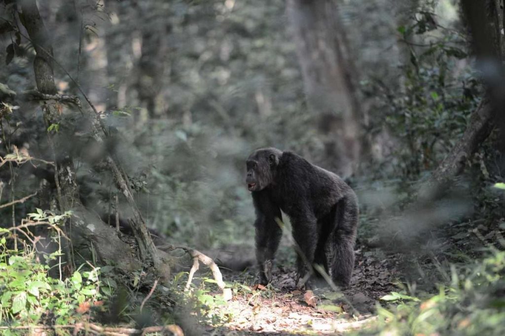 chimpanzee trekking in uganda