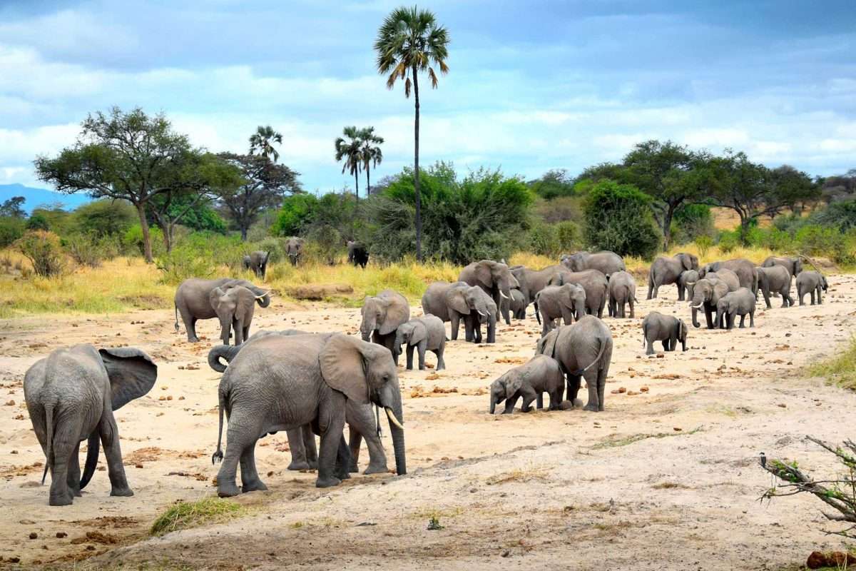 African Elephants - must safari animals