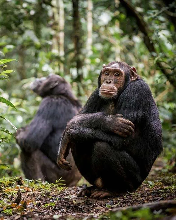 Chimpanzee trekking in Uganda