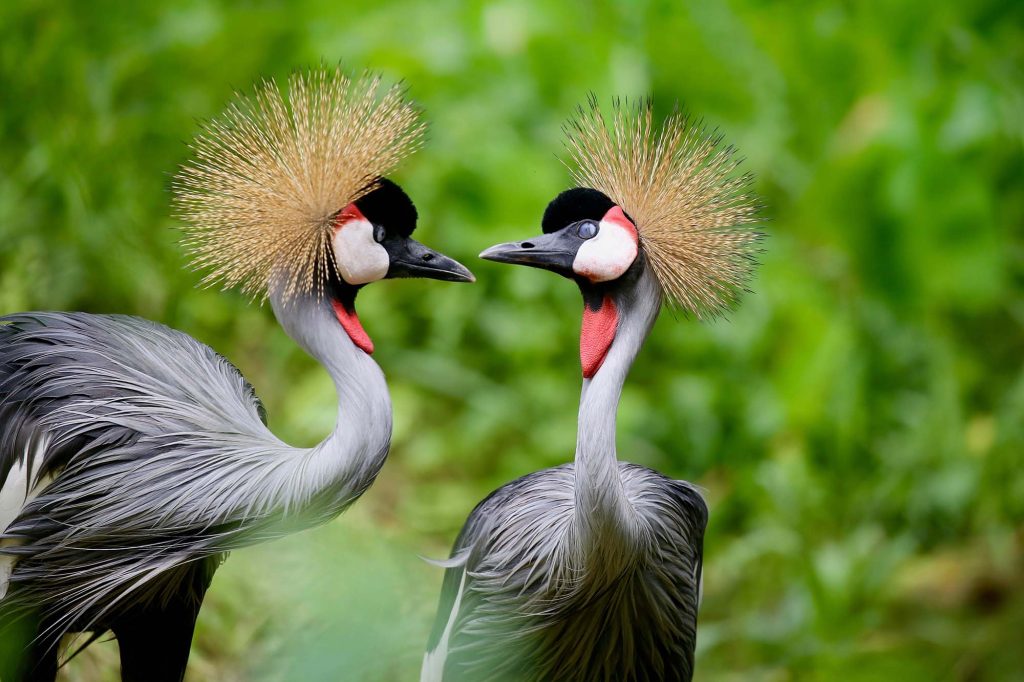 Tailor-made Uganda and Rwanda Safaris by Nkuringo Safaris