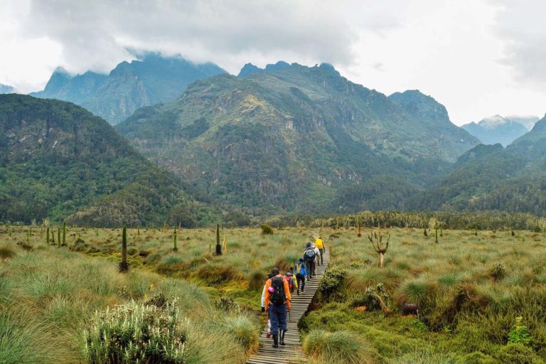 Trekking Rwenzori Mountains Lower Slope On Mahoma Trail