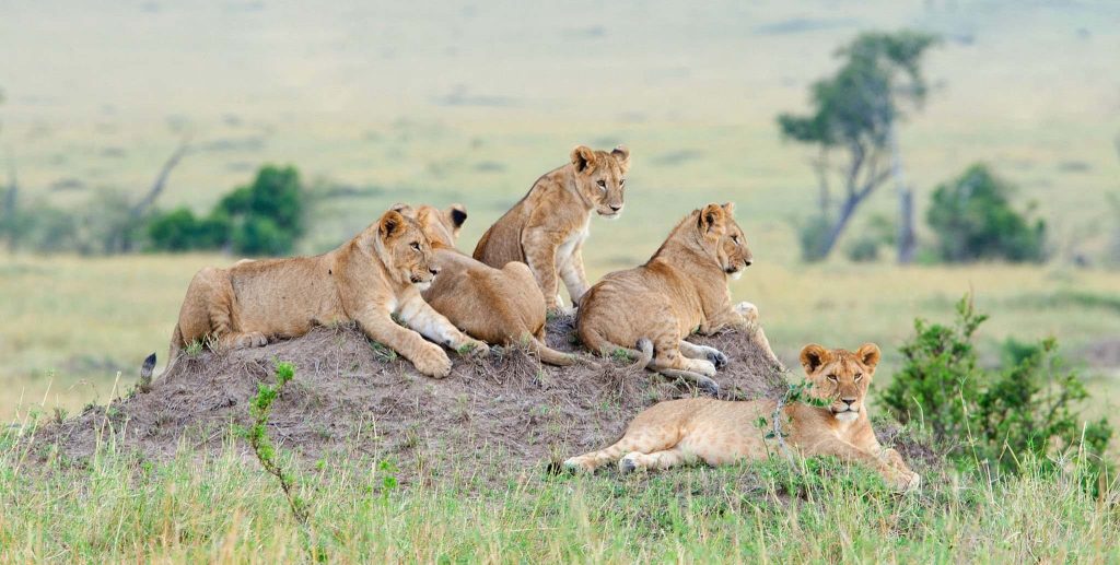 The big 5 game animals in east Africa on safari - a pride of lions - one of the big five members
