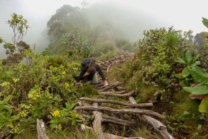 Hiking Virunga Volcano, Trekking Gorillas & Golden Monkeys in Uganda