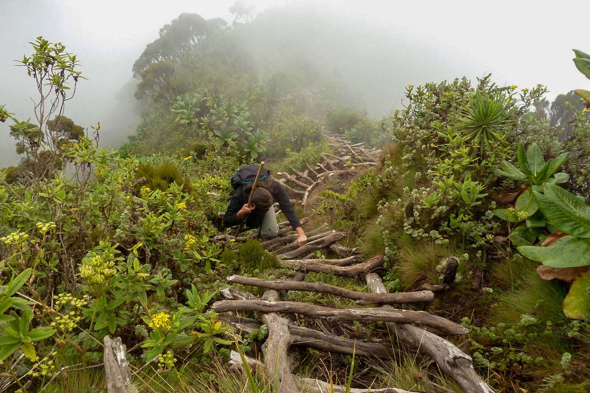 Hiking Virunga Volcano, Trekking Gorillas & Golden Monkeys in Uganda