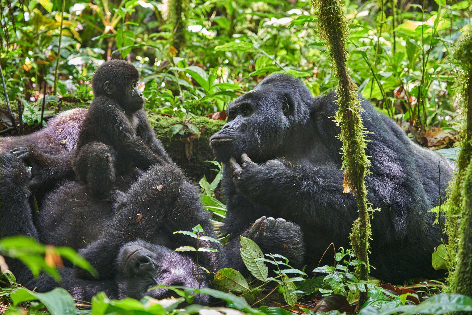 Silverbacks are family-oriented primates