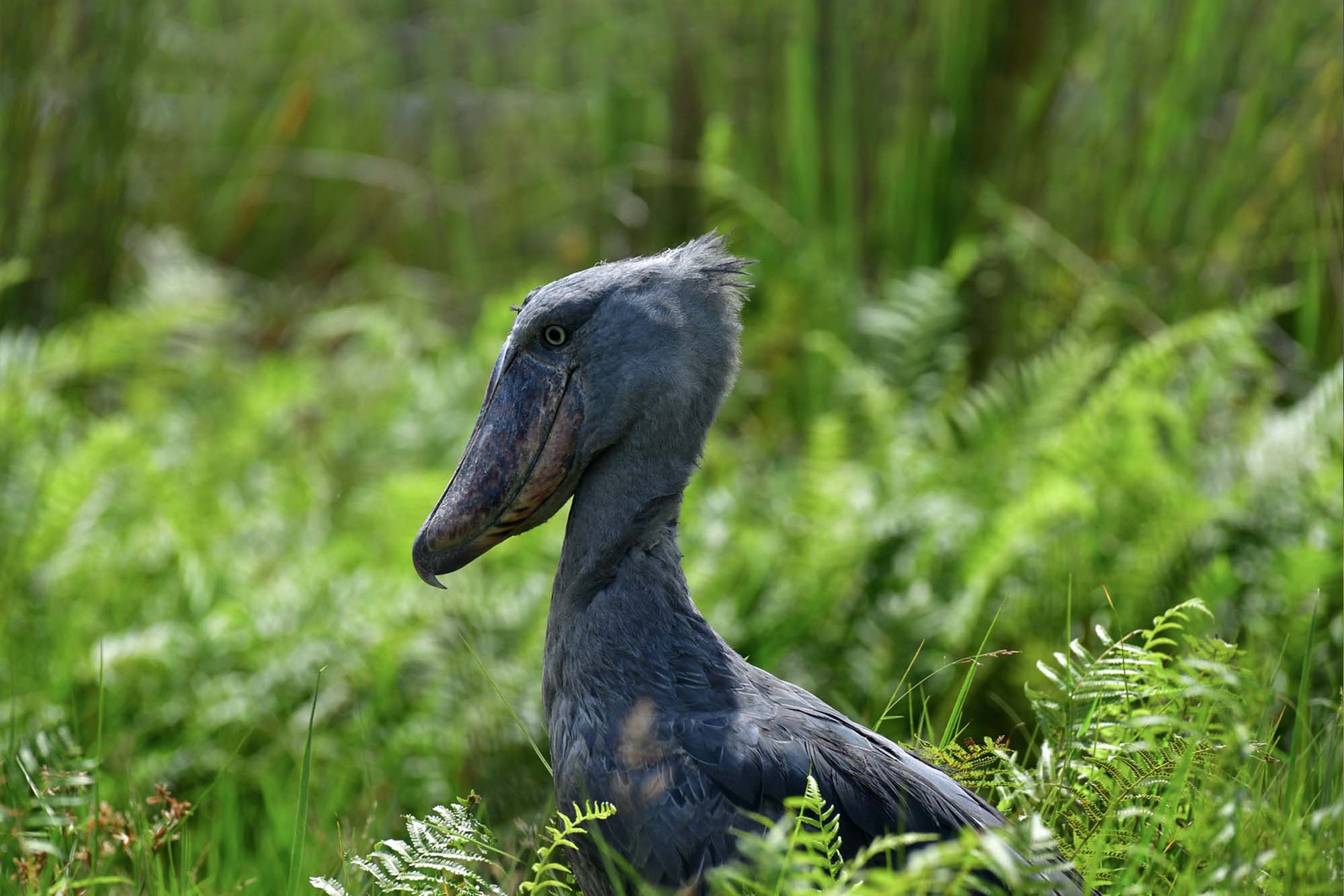 shoebill - Excellent Bird-Watching Opportunities