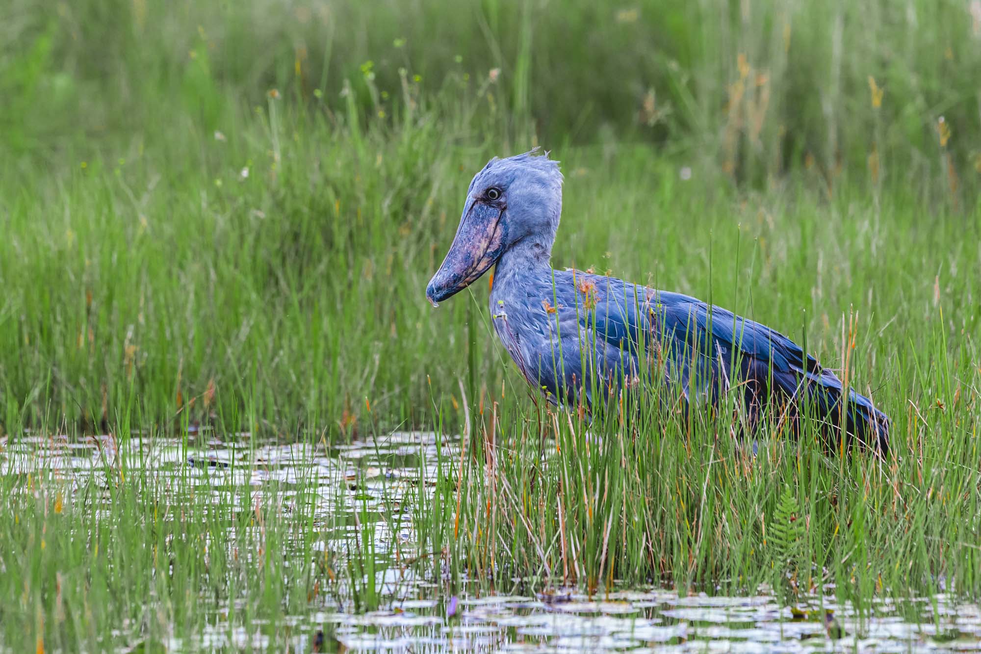 Shoebill Treks & Canoe Rides